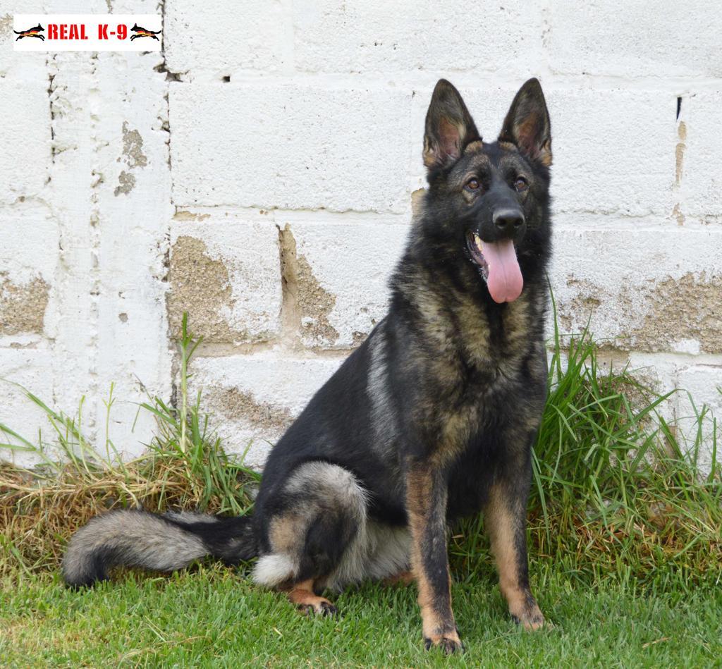 Dallas Real K9