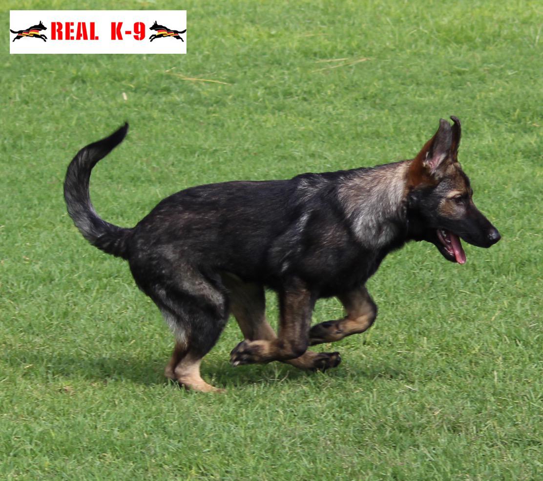 Arkano Real K9