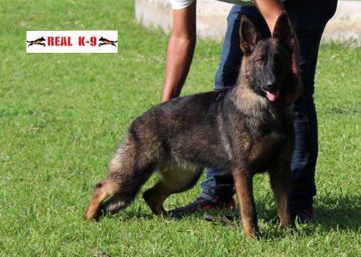 Zudy Real K9