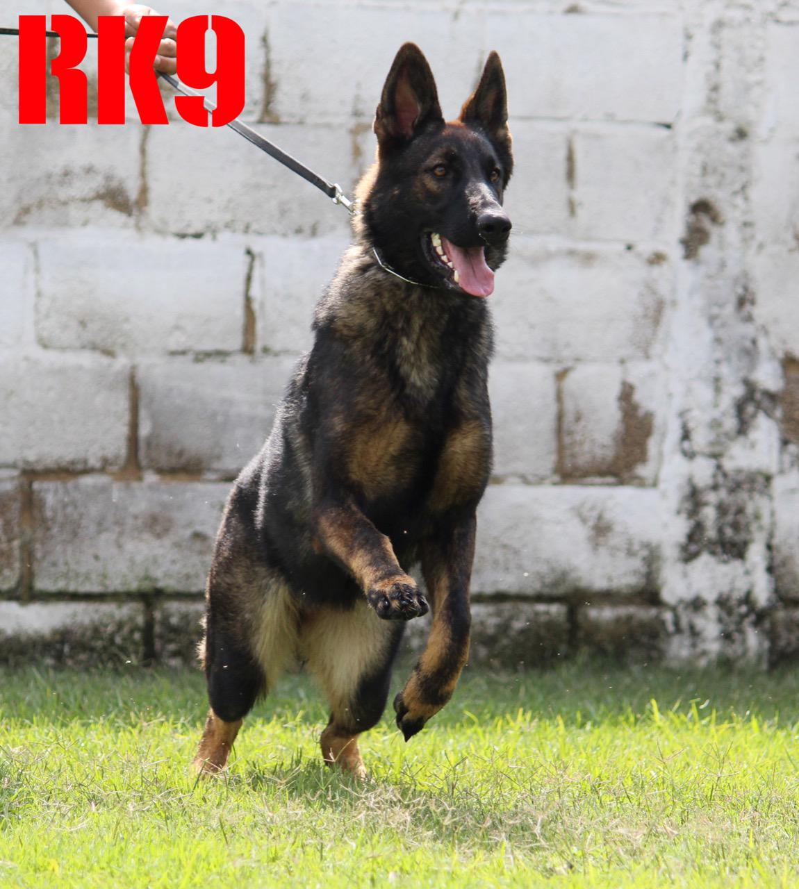 Zudy Real K9
