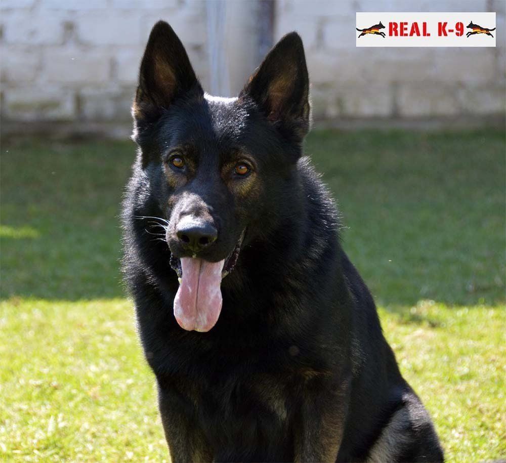 perros de proteccion