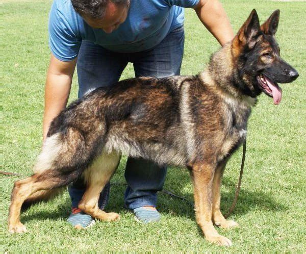 Perros de seguridad
