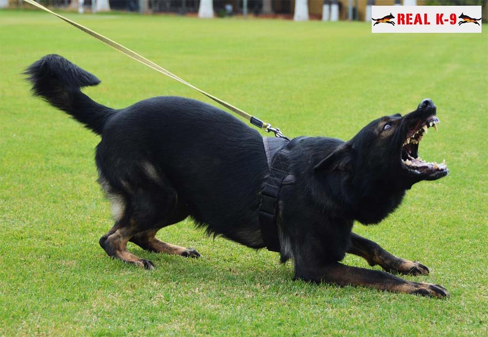 Plomo Real K9