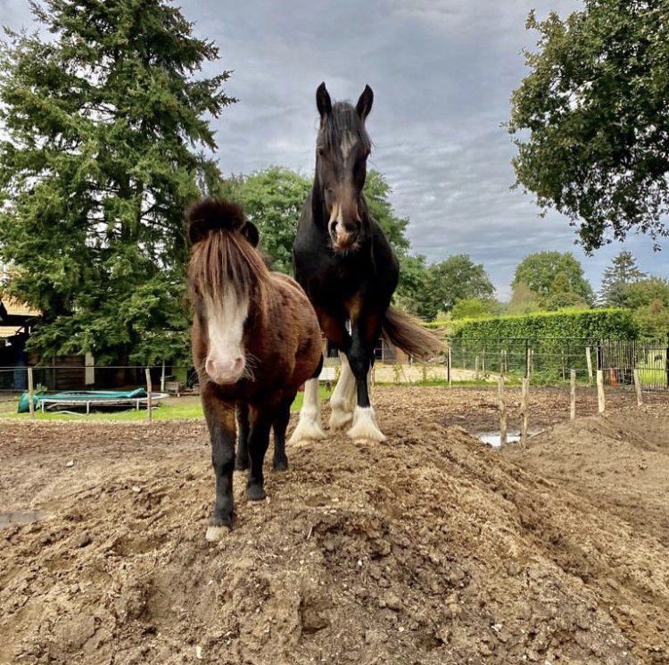 Wiitenberg paardencoaching en Annemiek & Co slaan handen ineen!