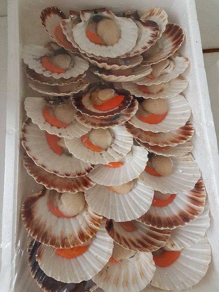 vongole