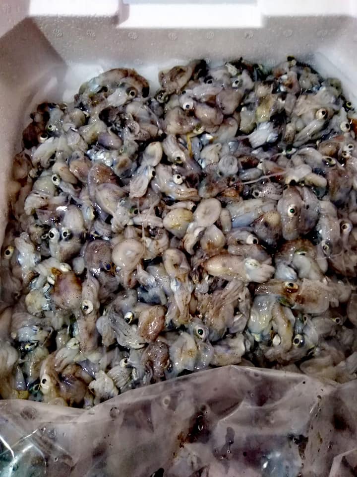 frittura di pesce