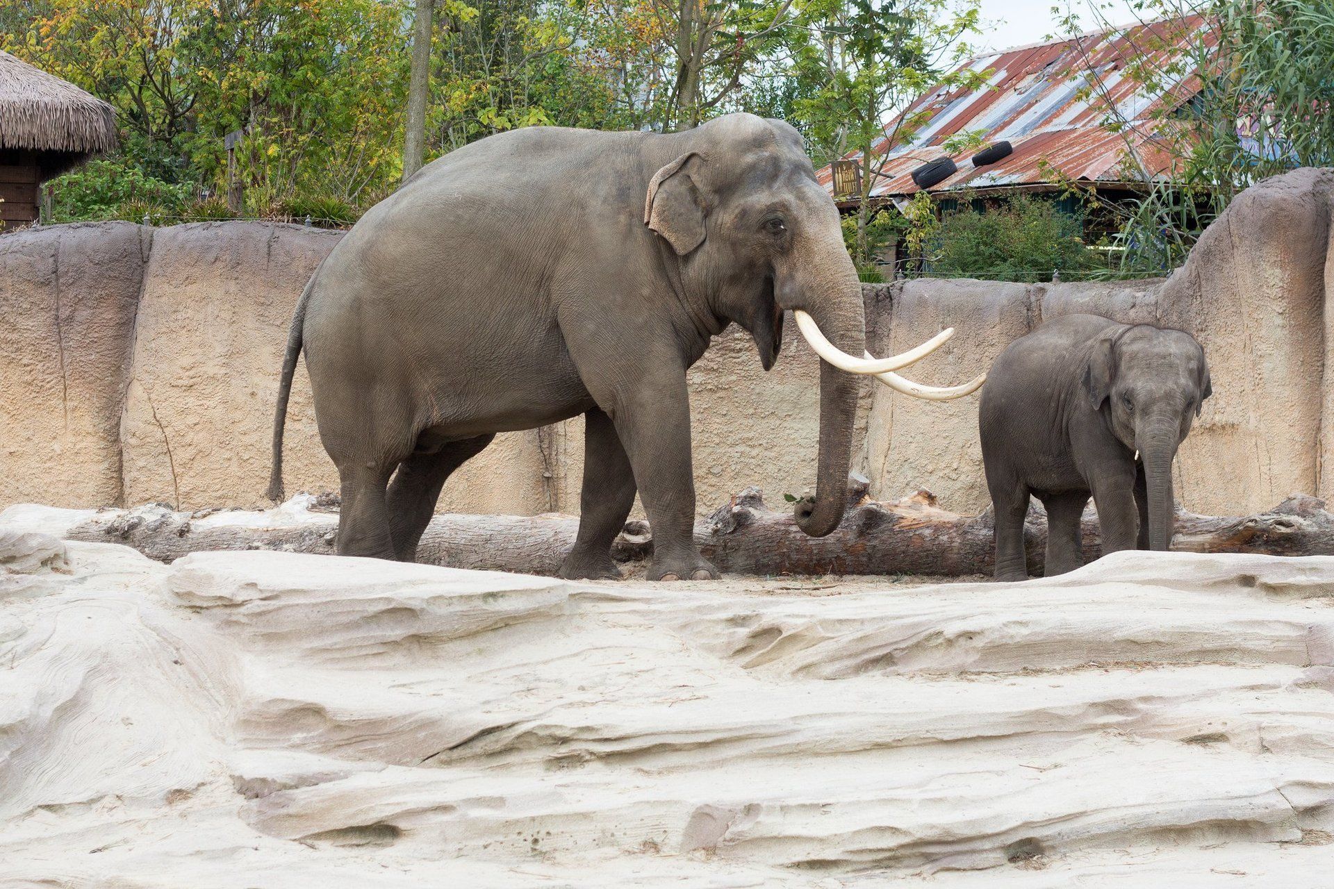 wildlands adventure zoo