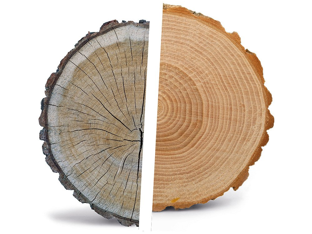 A side-by-side comparison of two tree barks