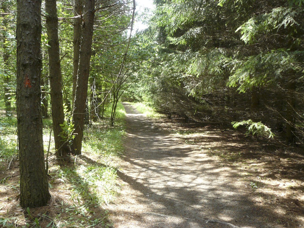 Flesherton Trails in managed forest