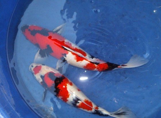 Quality Koi — Vista, CA — Koiland Inc. Quality Koi — Vista, CA — Koiland Inc.
