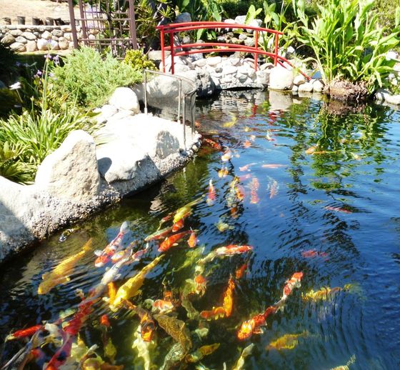 Authentic Koi — Vista, CA — Koiland Inc.