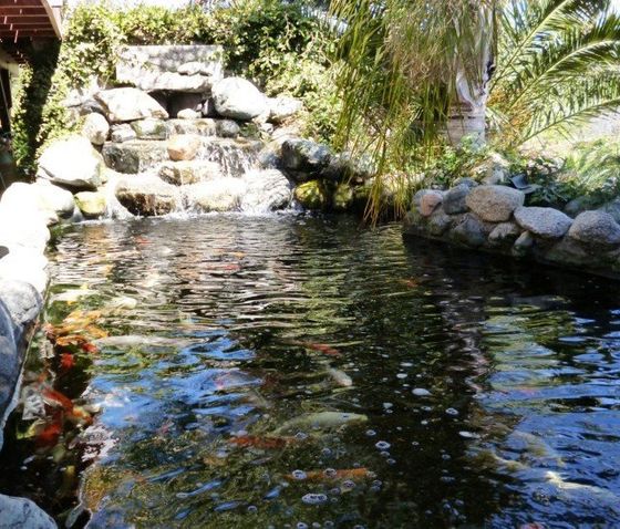 Fish Pond — Vista, CA — Koiland Inc. Fish Pond — Vista, CA — Koiland Inc.