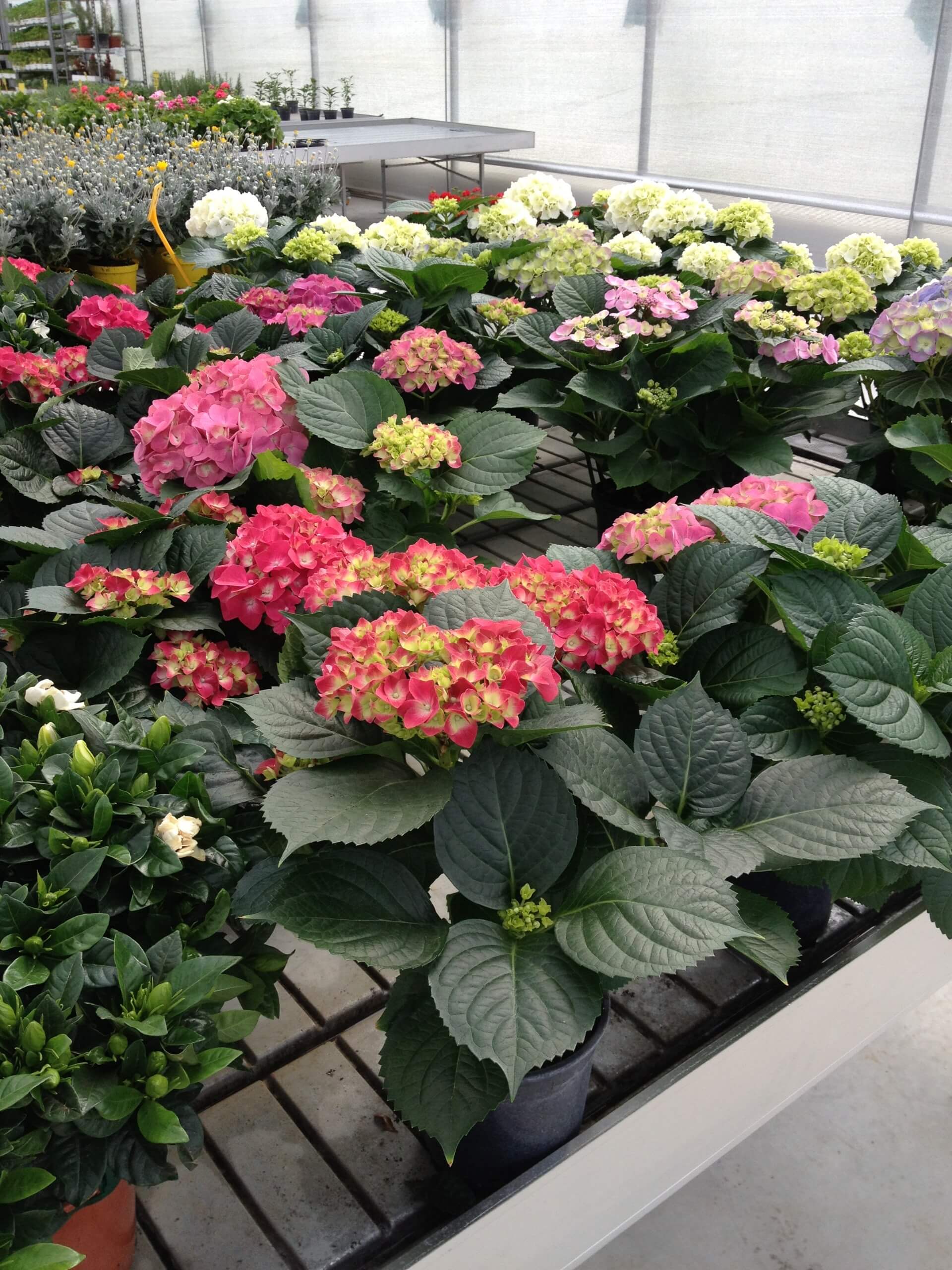 piante con fiori
