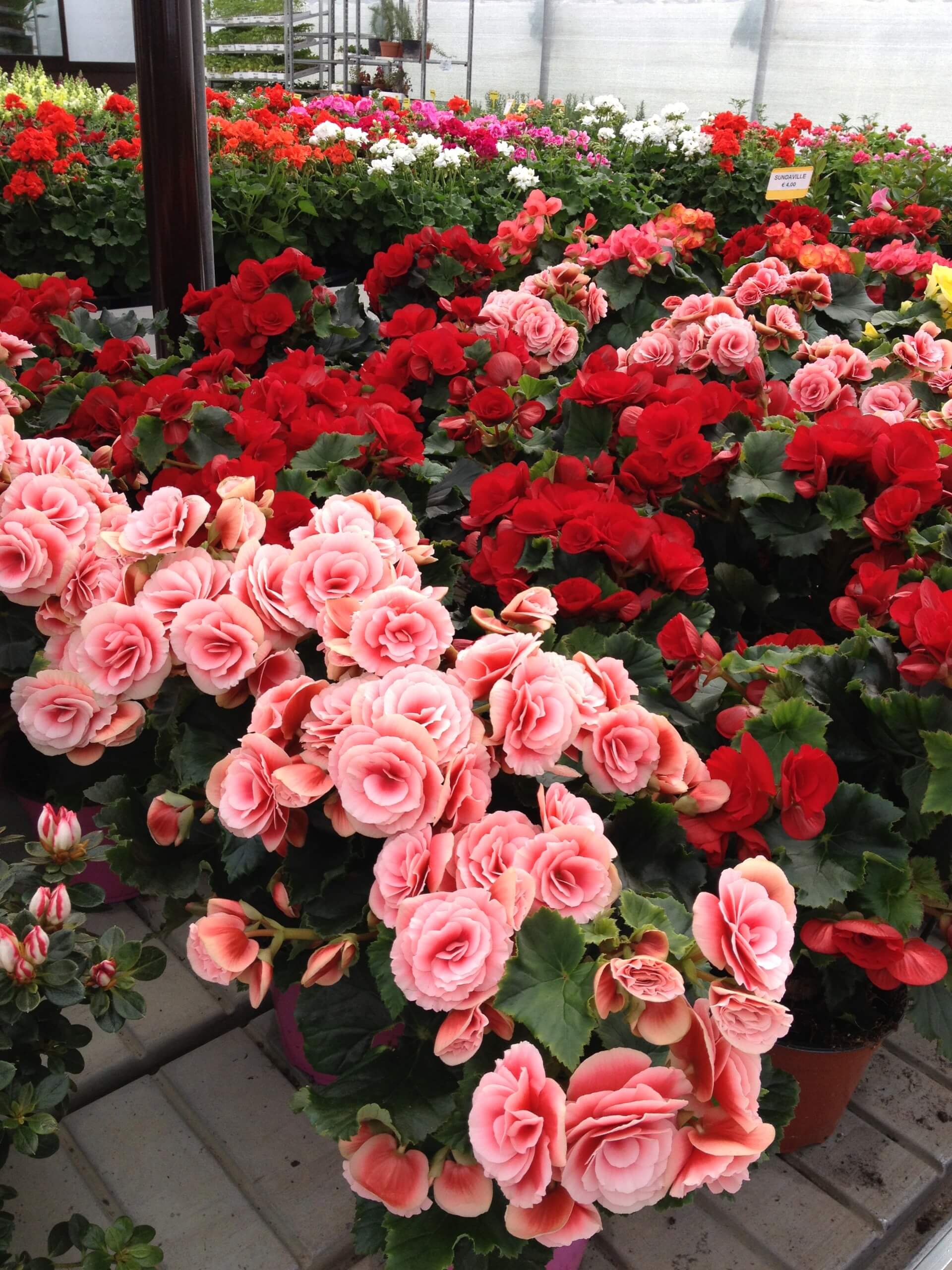 vendita rose