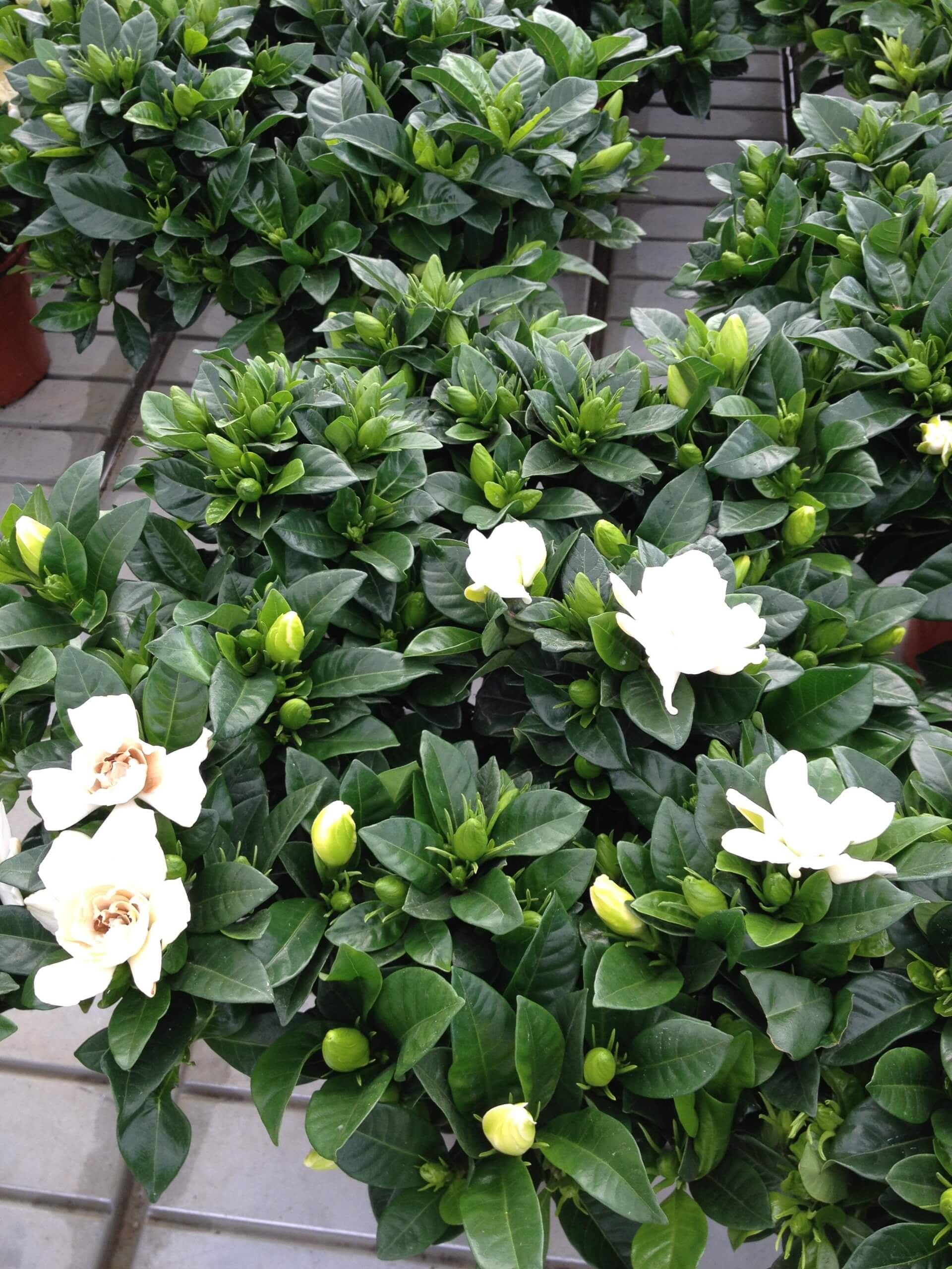 vendita di Gardenia