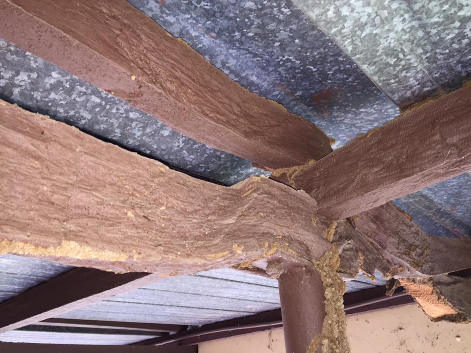Beams That Have Warped Termites Moisture