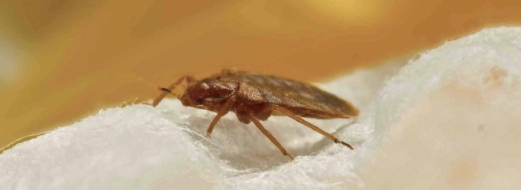 Bed Bug Treatment and Control Perth
