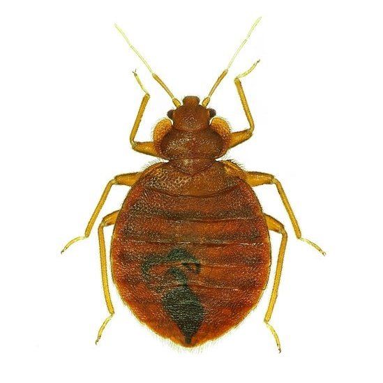 Bed Bugs