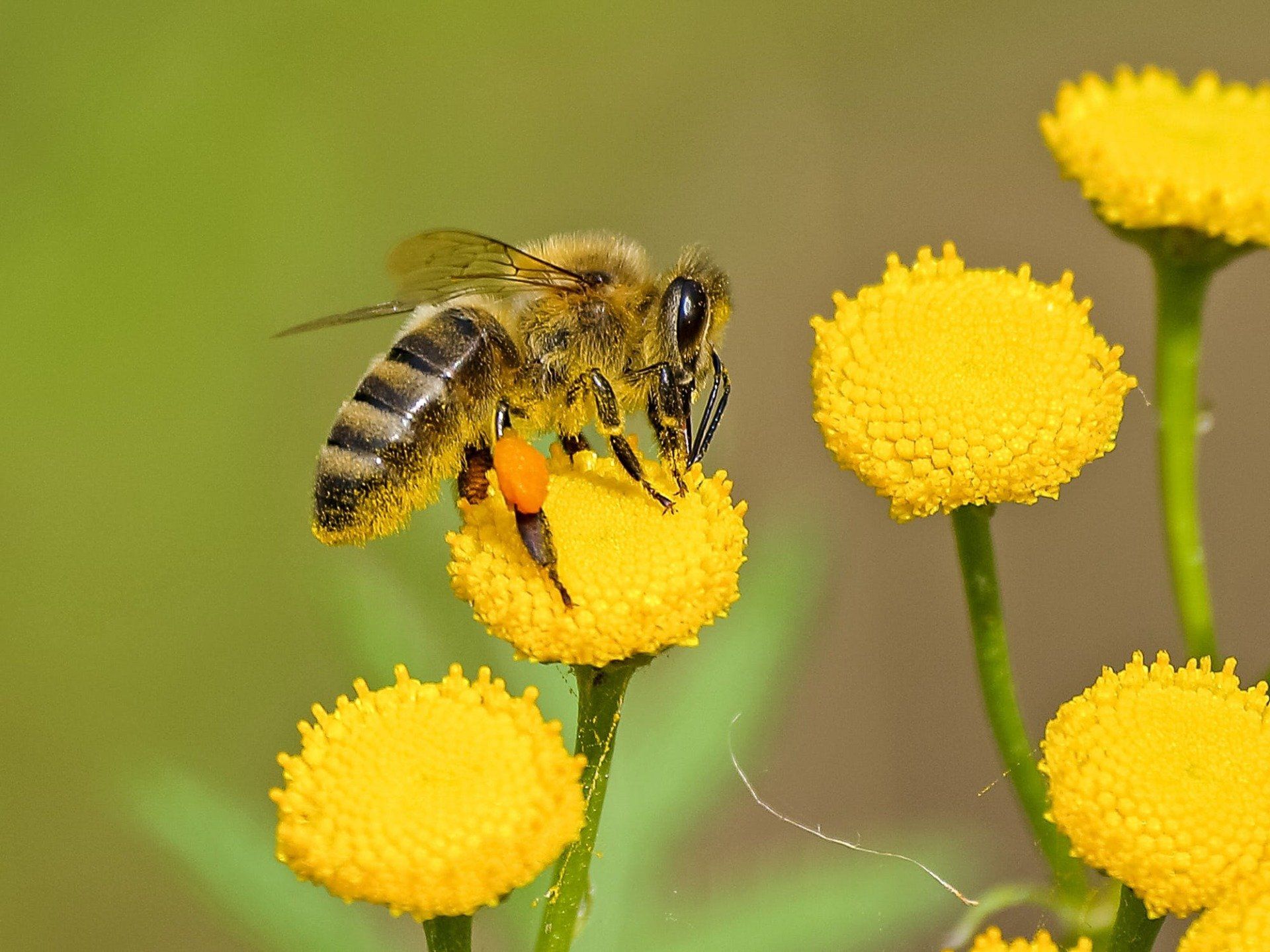Stewarts Bee Removal