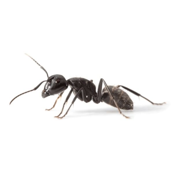Black Ant