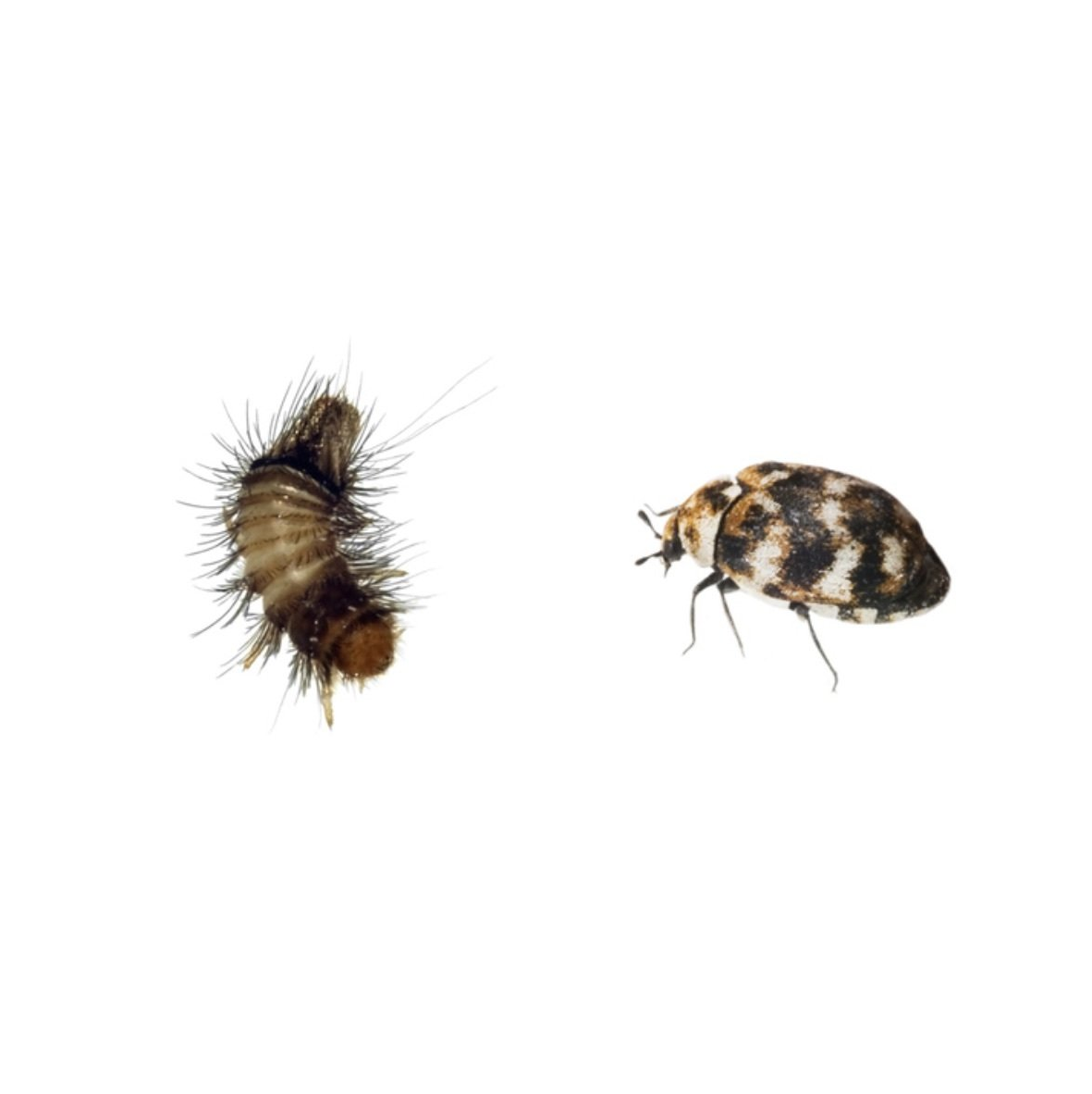 Carpet Beetle