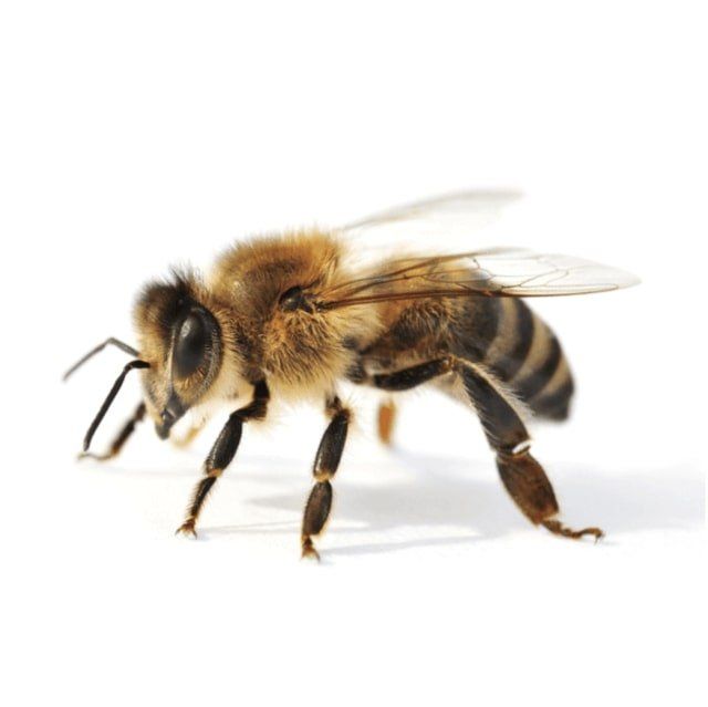 Honey Bee