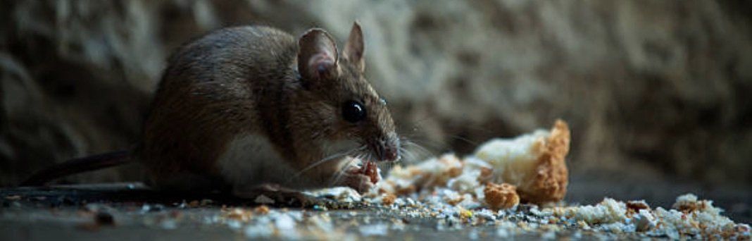 Rat eating food