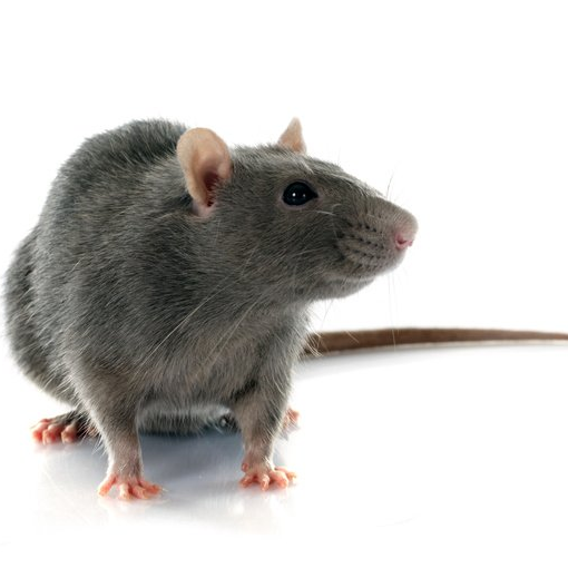 Rodents