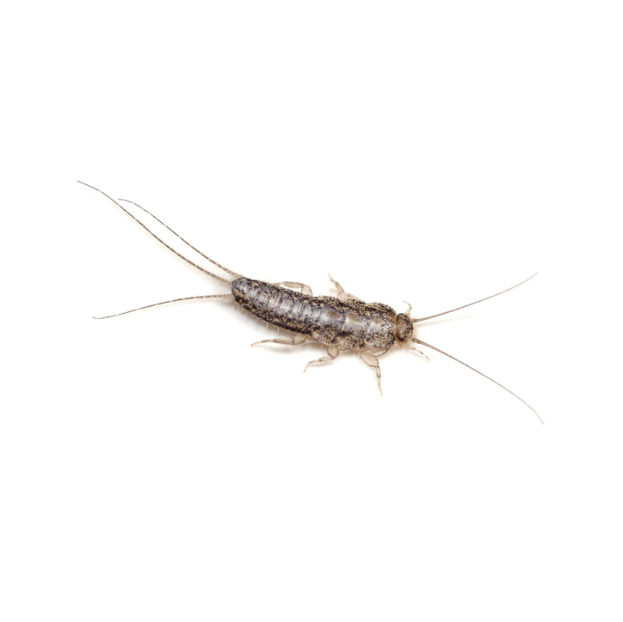 Silverfish Control in Perth