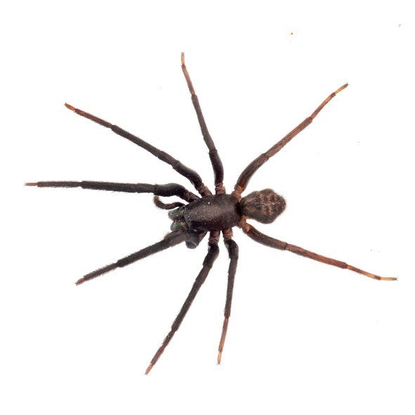 Spider Control Perth