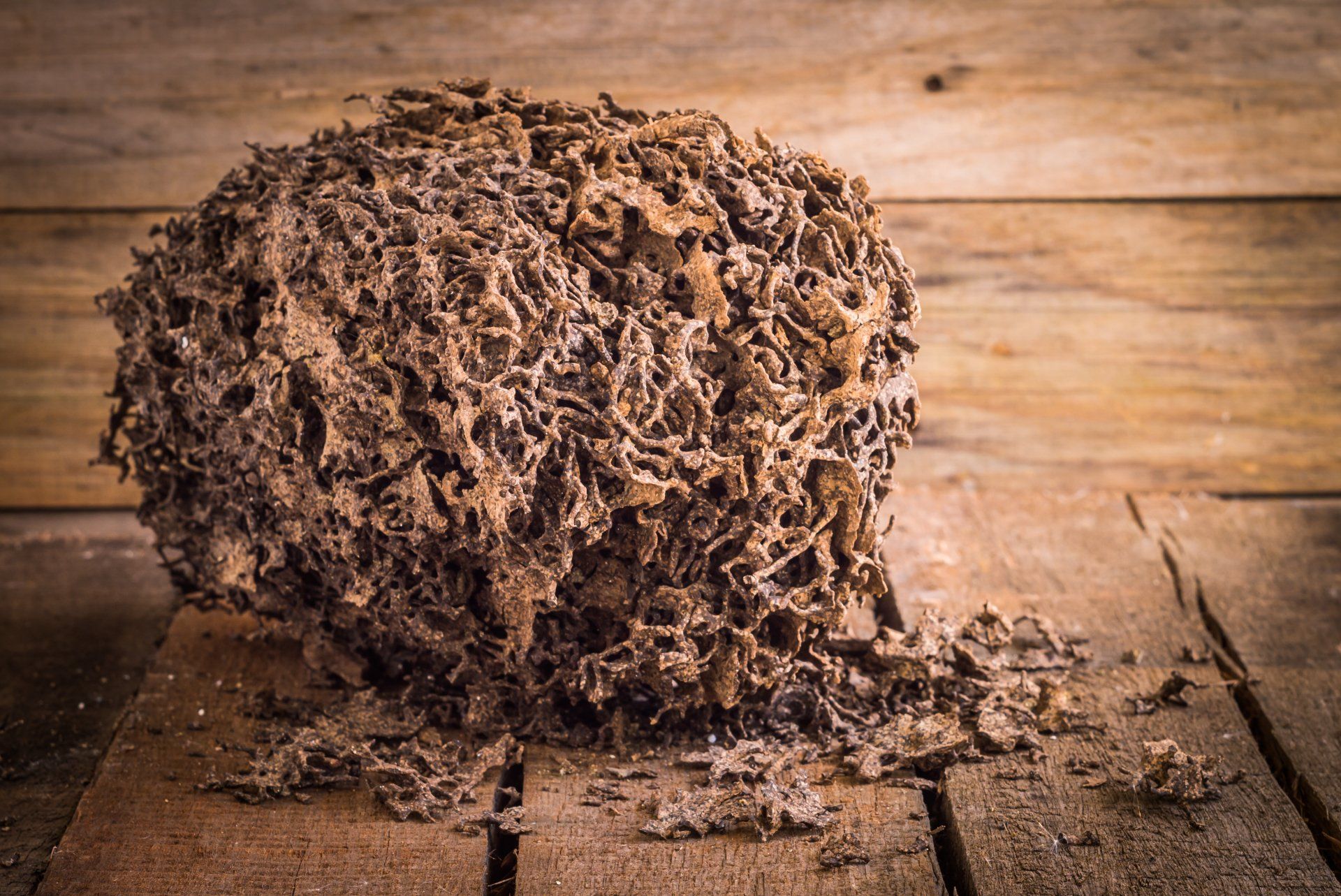 Termite Workings