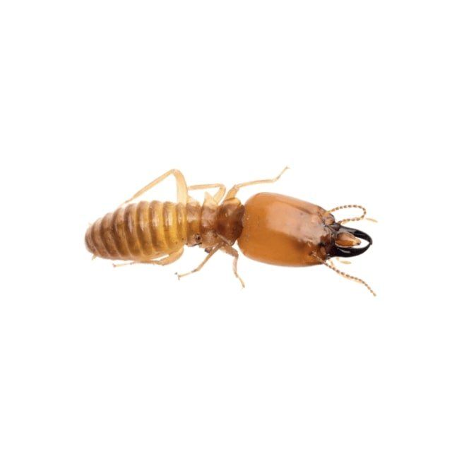 Termites