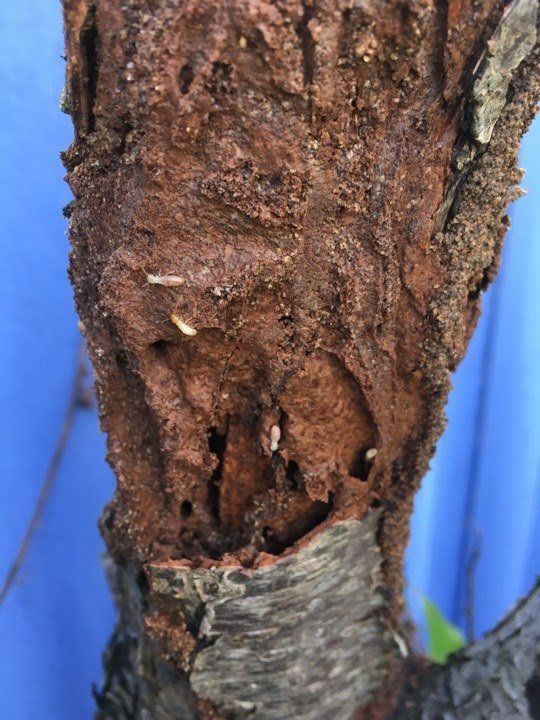 Termite Nest In Stump