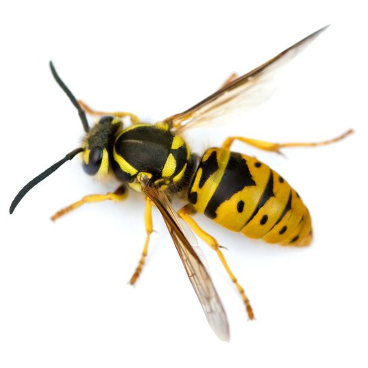 Wasp Control Perth