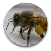 Bees