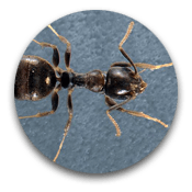 Black Ants