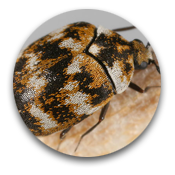 Carpet Beetles