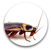 cockroaches