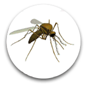 Mosquitoes