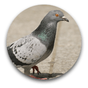 Pigeons