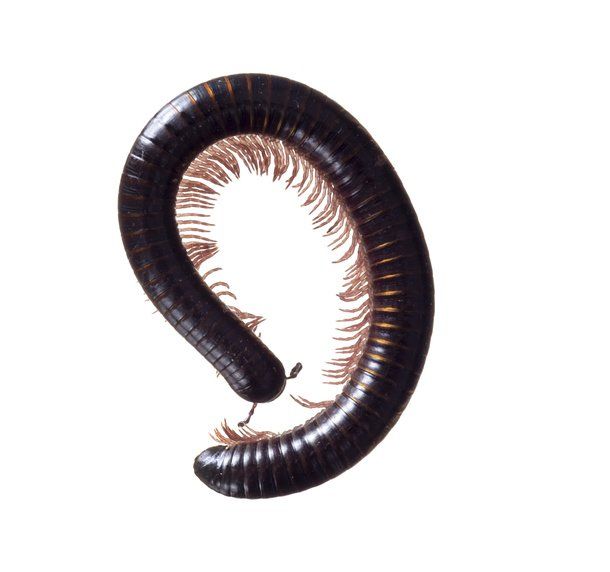 Portuguese Millipedes