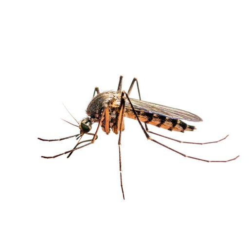 Mosquitos