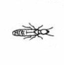 termite nymph