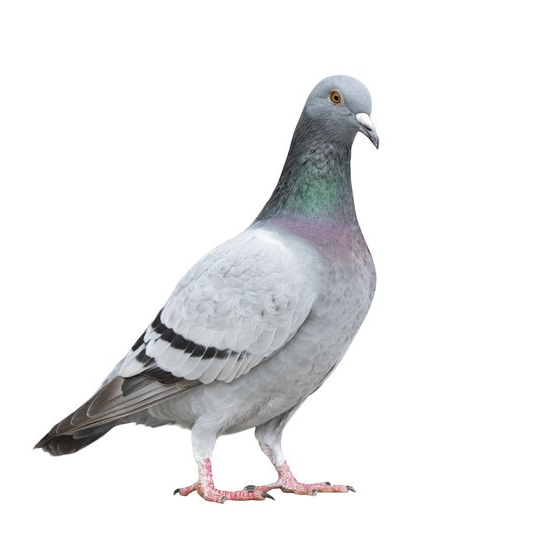Pigeons