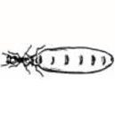 termite queen