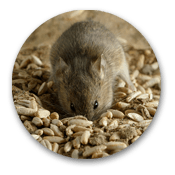 Rats & Mice