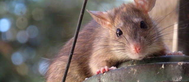 Stewarts Rodent Control