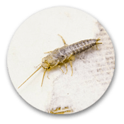 Silverfish