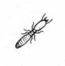 termite soldier