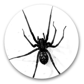 Spiders